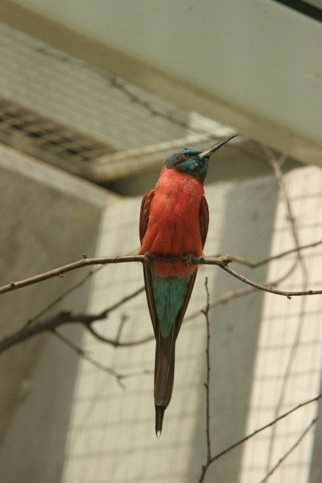 Zoo de Bale - 183